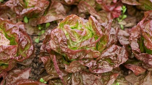 JustSeed - Lettuce - Marvel of Four Seasons - 600 Seeds - Heritage
