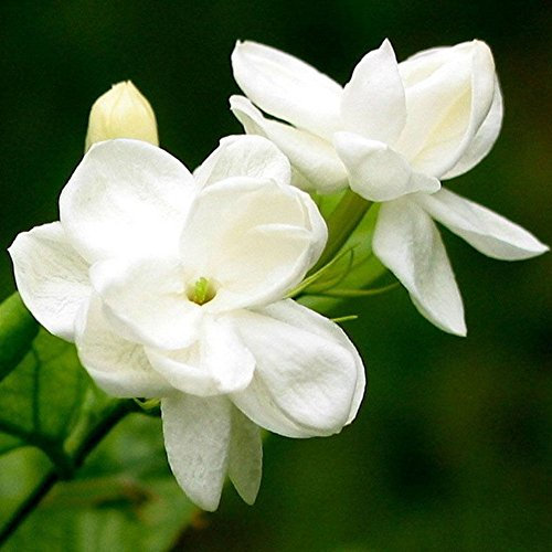 Portal Cool 100Pcs Jasmine Flower Seeds Fragrant Home Garden Plant Seed Wedding Decor Nice