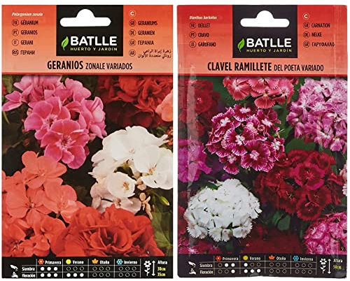 Geranios ZONALE Variados & Clavel RAMILLETE del Poeta Vdo.