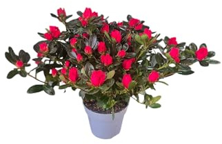 Azalea Natural Viva Arbusto con Floración Intensa y Duradera