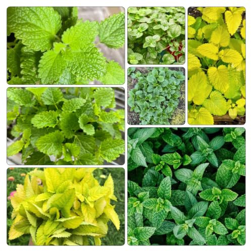 Zitronenmelissesamen einfach zu pflegen seltene gartenpflanze 800pcs