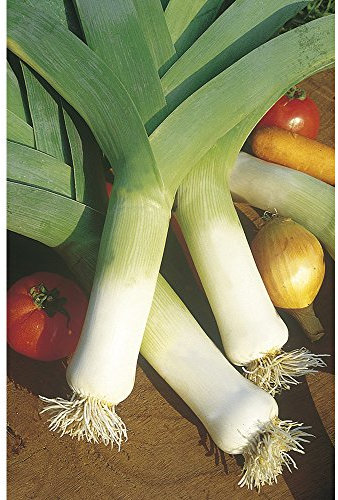 Graines de Poireau Monstrueux de Carentan 2 (3 grammes)