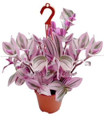 Planta con Colgador Tradescantia Albiflora Nanouk Natural