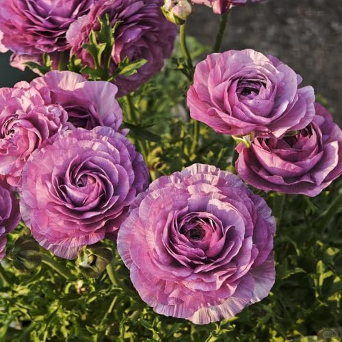 bulbi di ranuncolo resistenti - giardino balcone in vaso 5pcs
