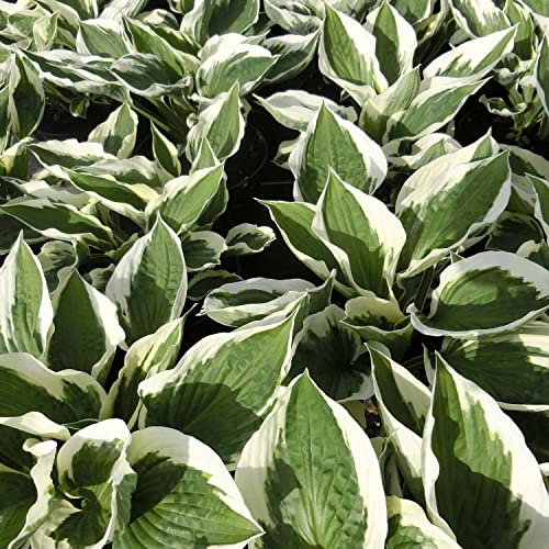 Funkie 'Patriot' (dunkelgrün-weiß)