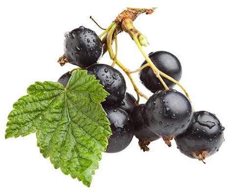 Schwarze Johannisbeere Ribes nigr. 'Titania' 60-70 cm – Ertragreiche & Robust Pflanze, Perfekt für Garten & Balkon, Aromatische Beeren für Marmelade, Säfte & Desserts