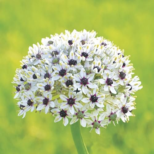 Allium multibulbosum 'Silver Spring' / Ail des Indes/Conteneur de 1 à 1.9 litres/Vivace