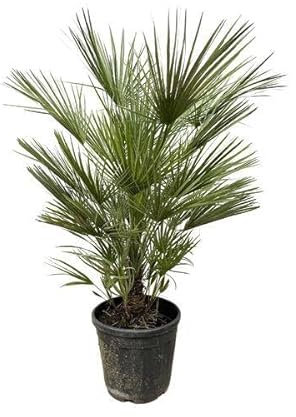 Grüne Zwergpalme – Chamaerops Humilis 150cm – Ø30cm – Europäische frostbeständige Palme – Mediterrane Zimmer- & Gartenpflanze für Innen- und Außenbereiche
