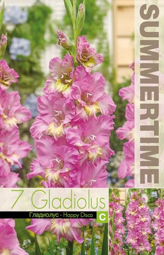 AGRONOM | GLADIOLOS - HAPPY DISCO | Bulbos de flores perennes | Flores violetas | Cultivadas en jardines de flores y céspedes floridos | 7 bulbos