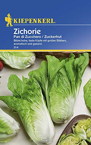Kiepenkerl 314 Zichorie Zuckerhut (Zichoriensamen)