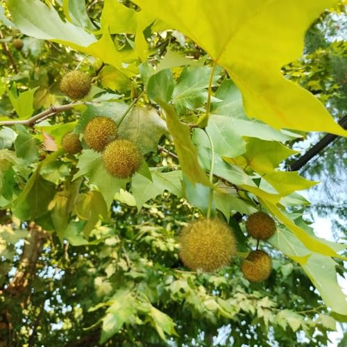 Plátano - Platanus acerifolia - sostenibles de jardín perennes resistentes comprars de interior balcón hoja perenne decoraciones jardín exteriores 35semillas