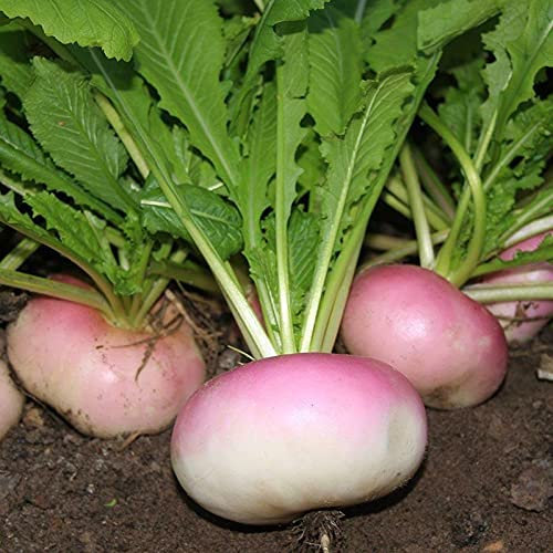 50 semillas de Nabo Milán - Brassica Rapa: Semillas