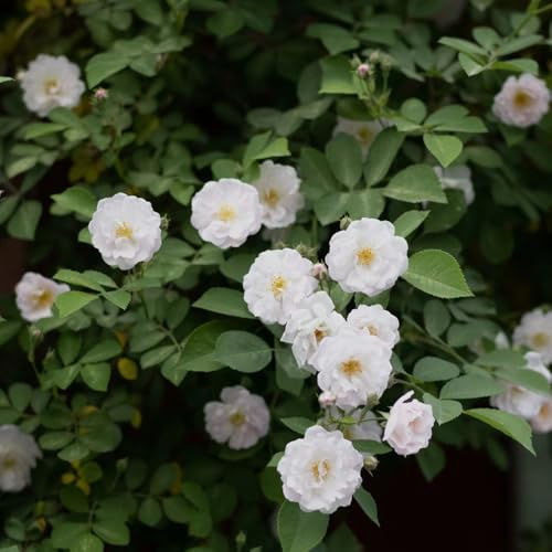 semillas de Rosales trepadores - rosa trepadora Balcón parterre de decoración jardín interior interior exóticas oficina semillas decoración jardín 150pcs