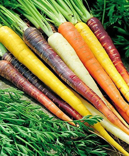 200 + RAINBOW MELANGE GRAINES Heirloom CAROTTE PEU MAGASIN SEED Non-GMO organique
