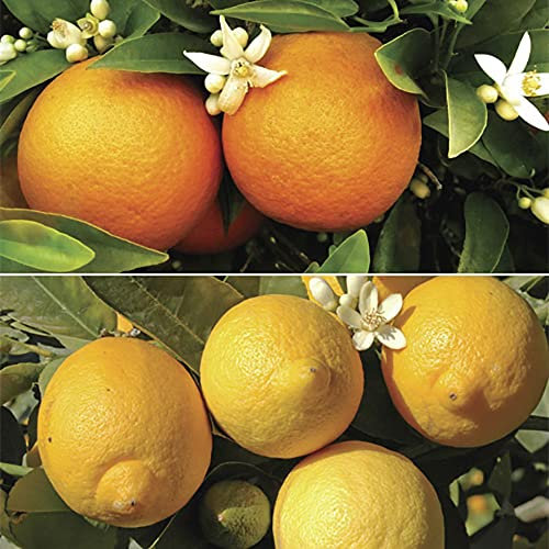 Orange & Lemon Tree Collection, 20-30cm Tall Including 9cm Pots