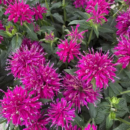 Semillas resistentes de ortiga india, jardín de melisa de decoración 150pcs