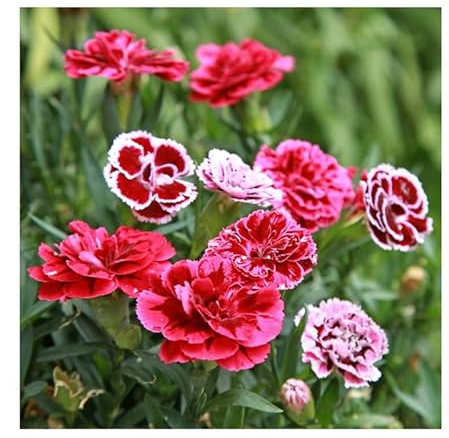 Sachet de graines de Oeillet vivace mignardise simple varié - 1 g - fleur vivace - LES GRAINES BOCQUET