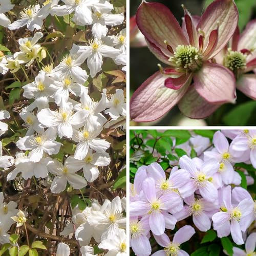 You Garden - 3 x Clematis Montana Collection - Sipplied as a Set of 3 Montana Clematis in 9cm Pots