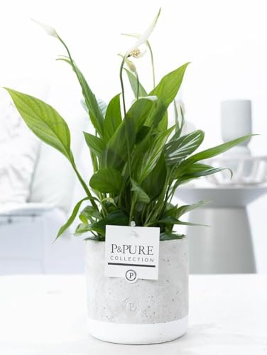 Spathiphyllum im Keramiktopf – Friedenslilie – Ø12cm 35cm – Einblatt mit weißen Blüten – Luftreinigende Zimmerpflanze – Pflegeleicht & stilvoll für Wohnzimmer, Büro & Schlafzimmer