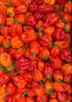 Fresh Scotch Bonnet-500g | Ideal for Hot Sauces, Chutneys, and Spicy Dishes
