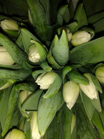 Ramo 20 Tulipanes Naturales Blancos para Regalar. PORTES GRATIS