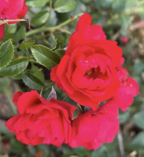 'Scarlet Flower Carpet' - Clusters of Deep Scarlet Blooms - Flower Carpet Ground Cover Rose - Bare Root