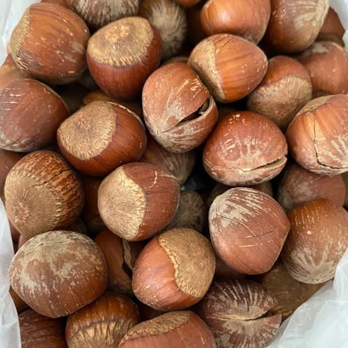 15 pcs haselnussstrauch kaufen samen, haselnuss pflanze winterhart, indoor plants, pflanzensamen, haselnuss samen (Corylus avellana) zimmerpflanze, exotische pflanzen winterharte