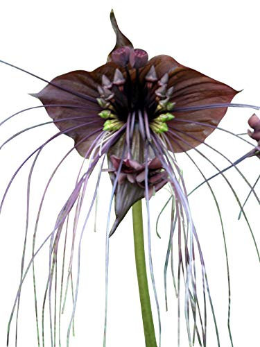 Schwarze Fledermausblume Black-Bat-Flower - Tacca chantrieri *1000 Samen* >Teufelsblume<