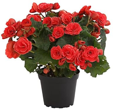 Begonia Eliator - Begonia Hiemalis - Flor Natural - Planta Viva - Mix Color