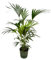 Trendyplants - Kentia-Palme inklusive elho Greenville Rund grün - 160 cm - Ø30cm