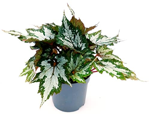 POWERS TO FLOWERS - BEGONIA REX ARGENTEA, Vaso 13cm, pianta vera