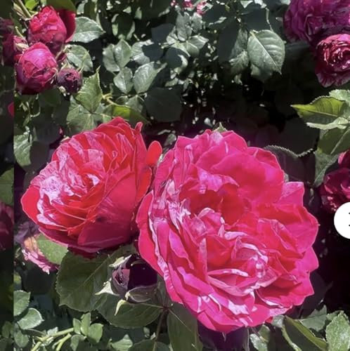 Raspberry Ripple – Red/White Bicoloured Floribunda Rose Bush– Bare Root