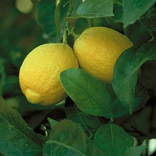 Bulbos de Cepa de Limonero -Adaptable, Versátil, Duro, Resistente, Robusto-5 Rizoma