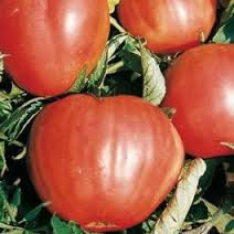 POMODORO CUOR DI BUE NR.200 SEMI