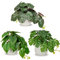 3er-Set Kunstpflanze Hängend Deko Pflanzen im Keramiktopf Mini Kunstpflanze Monstera und Philodendron Dekoration Modern für Home Office Badezimmer Küche und Innendekoration