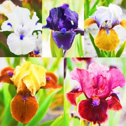 Iris Bulbs,Iris Plant Wedding Flowers/Garden Flowers/Ornamental Flowers/Plant Bulbs/Cut Flowers/Hardy Perennial-10bulbs-d