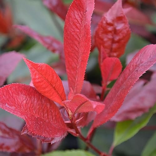 SAVINI VIVAI plante de haie Photinia Red Robin plantes de haie arbre en pot 24 cm hauteur 70-100 cm Made in Italy