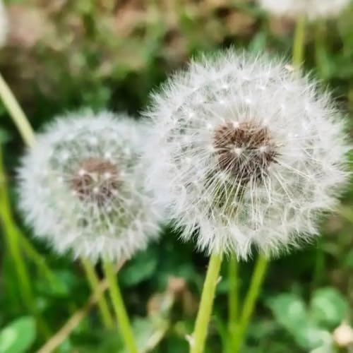 Semillas de diente de león, de balcón semillas de prados de jardín de rocas resistentes semillas de medicinales 1000pcs