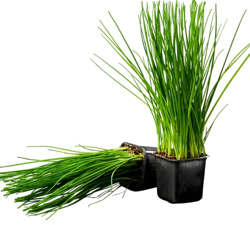 Plantas de Cebollino | Pack 2 Unidades | Plantas para Cocinar | Hierbas Gourmet | Plantas Naturales de Interior y Exterior