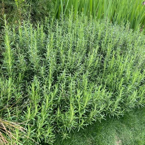 semi di rosmarino biologici, cucina balcone con aiuola prodotti sostenibili rare esotiche giardino perenni resistenti 350pcs