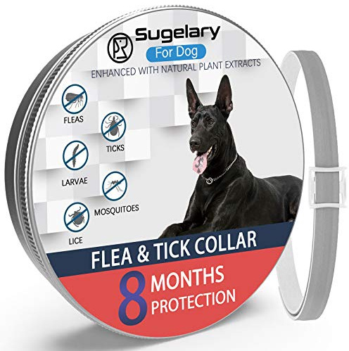 Collier Anti Puces et Anti Tiques pour Chiens, Protection de 8 Mois Collier Anti Puces Réglable étanche pour Chien Collier Anti Puces pour Chiens Amélioré avec des Huiles Essentielles Naturelles (1)