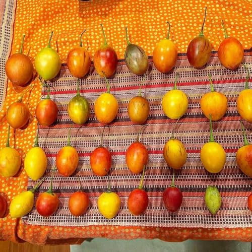 semi di di pomodoro-semi di,da giardino Semi di ortaggi invernali,da giardino Le da giardino sono perenni resistenti 80pcs