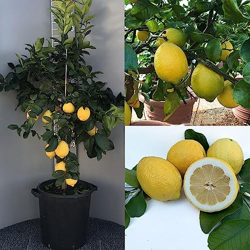 SAVINI VIVAI Plante de Citronnier Agrumes Citron Zagara Blanche en Pot de 35 cm Hauteur 150-180 cm 6-7 Ans de greffe Made in Italy
