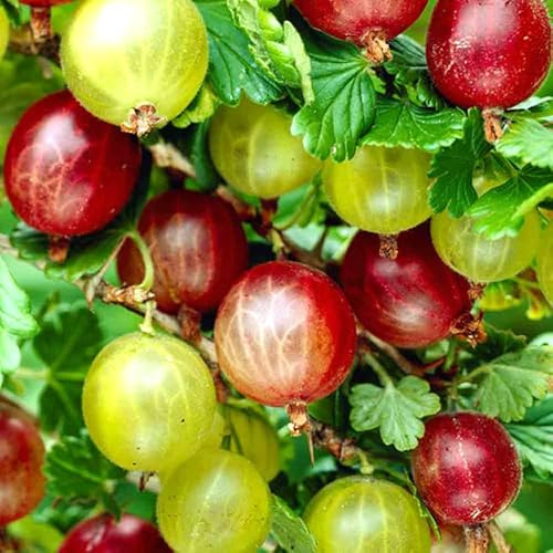 1 Gooseberry Plant Live, Gooseberry Bush Live Plant for Planting Your Garden, Gooseberry Shrub Starter Plant 5-9 Inch Height