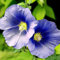 CHTING 200 Stück Malve Samen Seltene Blaue Blumensamen Geeignet Für Die Bepflanzung Im Freien Dekoration Hof Einzigartige Gartenlandschaft