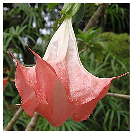 Brugmansia suaveolens - Engelstrompete - 5 Samen