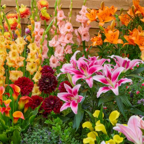 FLORIUM 25 Sommerblumen zwiebeln Blooming Border Mix (25 blumenzwiebeln) Gladiolen, Dahlien, Calla, Lilien | Exklusive Mischung aus Holland | Mehrjährig Pflanzen für Garten, Töpfe (große Knollen)