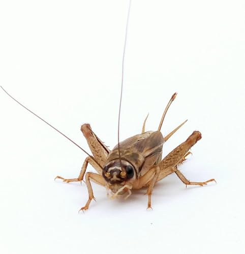 Eurocrickets | Levande fodersyrsor storlek nr 1 (3–5 mm) Micro | Maxi Pack – 500 st | foder för reptiler