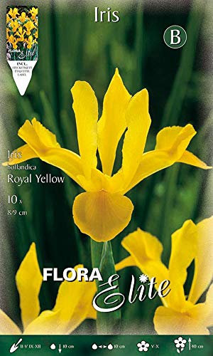 BULBI AUTUNNALI IRIS HOLLANDICA ROYAL YELLOW CONFEZIONE DA 10 BULBI BULBS BULBES