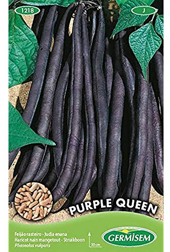 Germisem Purple Queen Graines de Haricots Français 100 g EC1218 Multicolore